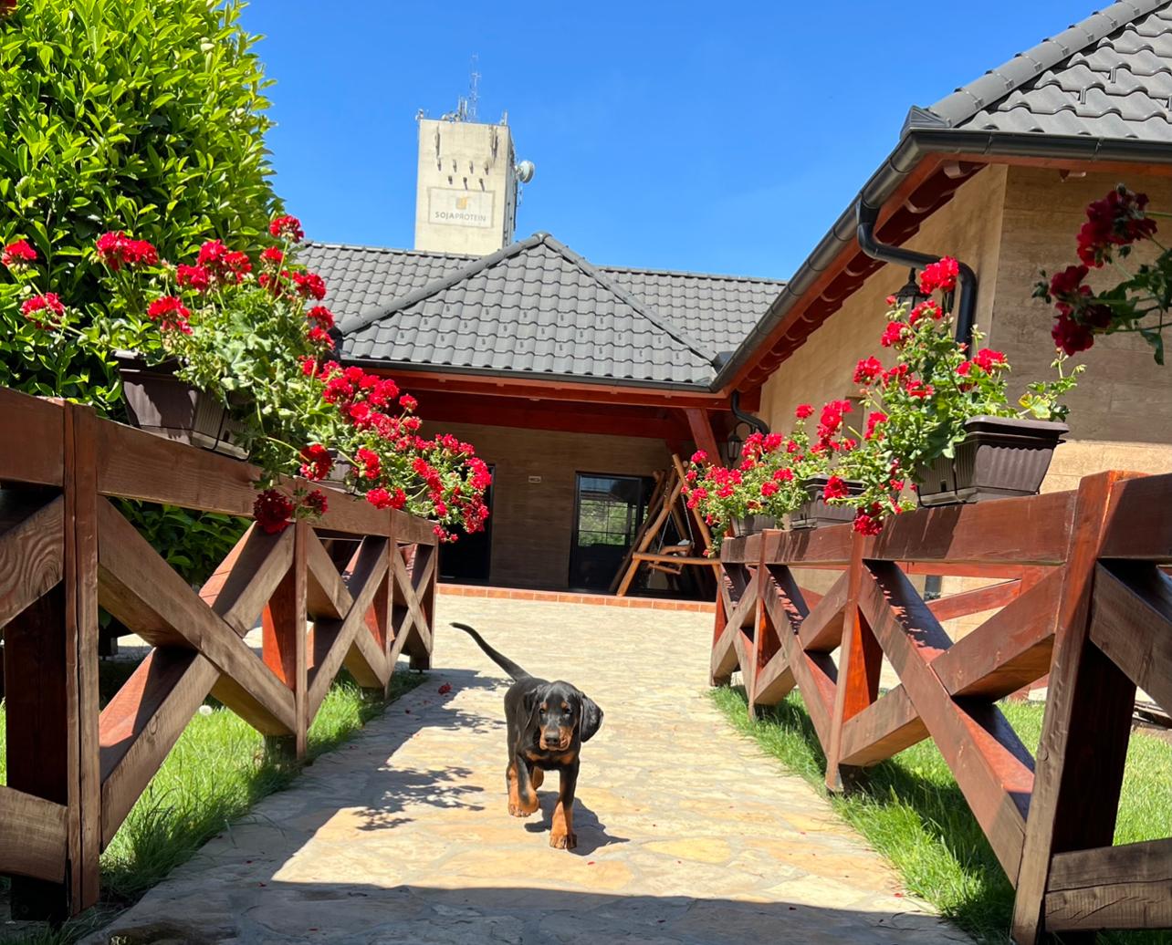 Premium Dobermans from Bečej